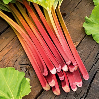 Rhubarb Victoria - Exceptional Productivity, Excellent Taste - Rheum rhaponticum - Premium Seeds