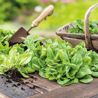 Mâche - Verte de Cambrai - Riche en vitamines, saveur douce - Valerianella locusta - Graines Premium