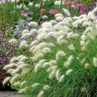 Herbe Aux Écouvillons - Décorative, herbe ornementale duveteuse - Pennisetum villosum - Graines Premium