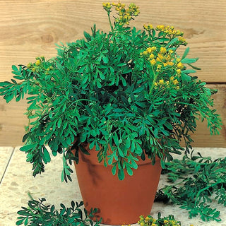 Rue officinale - Herbe aromatique avec de jolies fleurs jaunes décoratives - Ruta graveolens