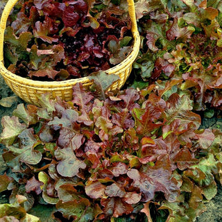BIO Laitues à couper Red Salad Bowl - Décorative et croquante - Graines Premium