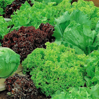 Laitue - mélange de variétés - Ruban à semer - Couleurs et saveurs variées, croissance rapide