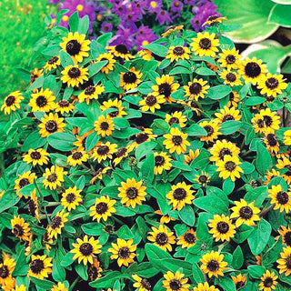Sanvitalia - Basse plante rampante floraison abondante - Sanvitalia procumbens - Graines Premium