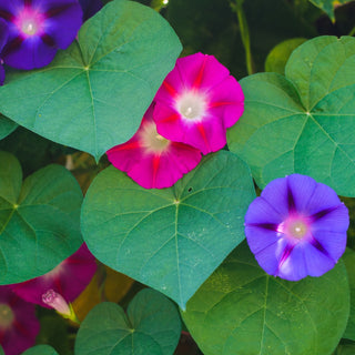 Ipomée Pourpre - Mélange - Plante grimpante céleste pour couvrir - Ipomoea purpurea