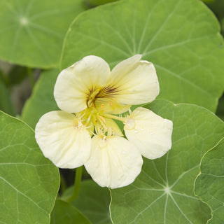 Capucine Naine - Night & Day - Décoration esthétique du jardin - Tropaeolum majus var. nanum