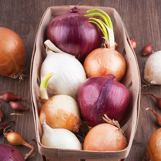 Oignon - mélange de variétés - Variétés pour chaque saison