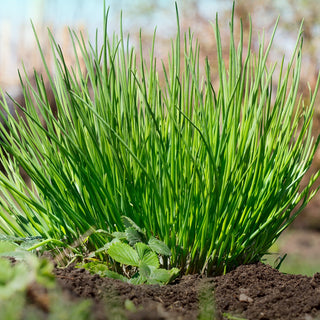 BIO Ciboulette Medium Leaf - Idéal pour la culture en pot toute l’année - Graines Premium