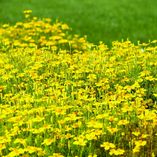 Oeillet d'Inde - Golden Gem - Petites fleurs dorées charmantes - Tagetes tenuifolia