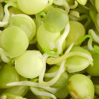 Graines à germer - Lentilles - Excellente source de vitamines - Lens culinaris