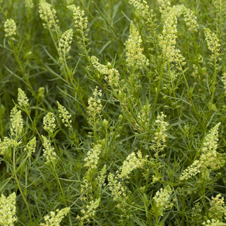 Réséda - Blanc - Classique parfumée des massifs champêtres - Reseda odorata - Graines Premium