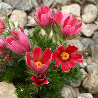 Anémone pulsatille - Rouge - Fleurs campanulées pour rocailles - Pulsatilla vulgaris