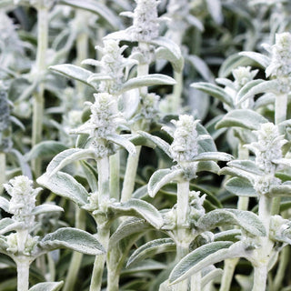 Oreille d'Ours - Décoration pour massifs et rocailles - Stachys lanata - Graines Premium
