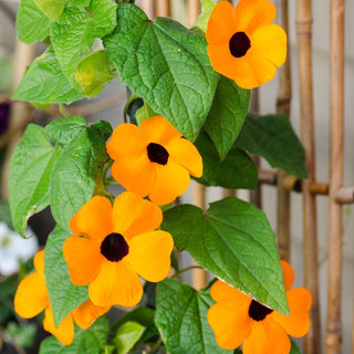 Suzanne Aux Yeux Noirs - Orange - Idéale pour les pergolas, aspect exotique - Thunbergia alata - Graines Premium