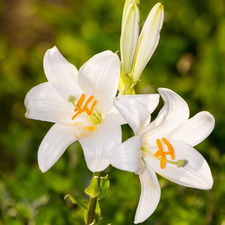 Lys de la Madone - Lilium - Lys élégant pour massifs bas