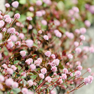 Renouée Capitée - Résistant, décoratif et à croissance rapide - Polygonum capitatum