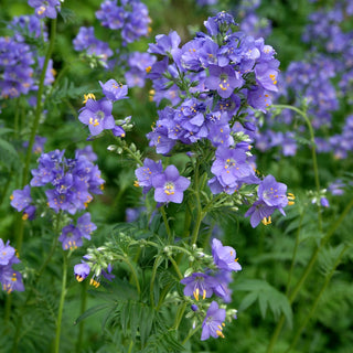 Polémoine bleue - Bleu - Plante vivace qui attire les abeilles et les papillons - Polemonium caeruleum - Graines Premium