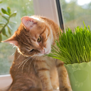 Herbe à chats - Sainement et en toute sécurité favorise la digestion