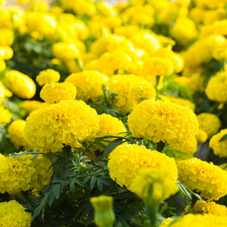 Rose d'Inde - Jaune Citron - Illumine les massifs et les jardinières - Tagetes erecta