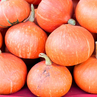 Potiron - Potimarron - Courge française à l’arôme de noisette
