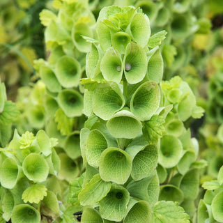 Cloches d‘Irlande - Fleurs vertes à la forme originale - Moluccella laevis - Graines Premium