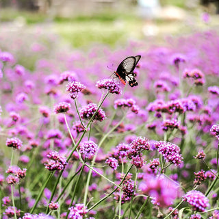 Verveine de Buenos Aires - Annuelle, haute, appréciée des papillons - Verbena bonariensis