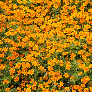 Oeillet d'Inde - Orange Gem - Explosion de couleurs orangées - Tagetes tenuifolia
