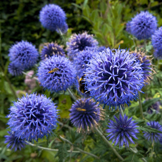 Oursin bleu - Plante Mellifère - Fleurs sphériques spectaculaires, un véritable aimant à abeilles - Echinops ritro - Grand sachet - 1 kg