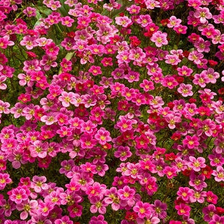 Saxifrage d’Arends - Basse, en coussin, floraison abondante - Saxifraga arendsii - Graines Premium