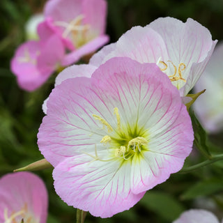 Onagre - Mélange - Fleurit de la fin du printemps jusqu’en septembre - Oenothera sp. - Graines Premium