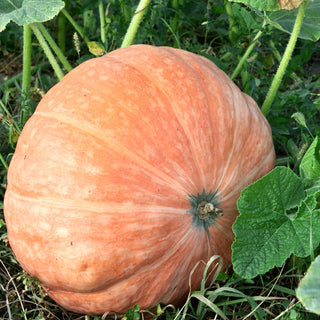 Potiron - Atlantic Giant - Variété géante de concours