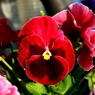 Pensée - Alpenglow - Effet spectaculaire sur votre terrasse - Viola ×wittrockiana