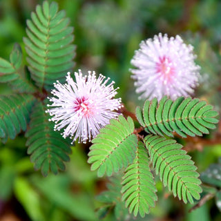 Mimosa pudique - Feuilles sensibles au toucher - Mimosa pudica - Graines Premium
