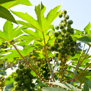 Ricin commun - feuilles vertes - Apparence tropicale, décoration impressionnante - Ricinus communis