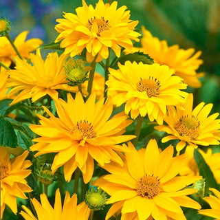 Héliopsis scabra - Fleurs dorées de l’été à l’automne - Heliopsis scabra - Graines Premium