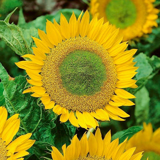 Tournesol - Green Hobbit - Croissance rapide et bonne productivité - Helianthus annuus - Grand sachet - 100 g