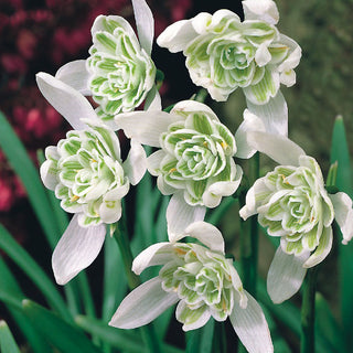 Perce-neige double - Galanthus - Crée un tapis printanier pittoresque - 3 bulbes
