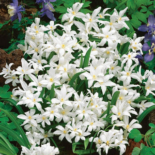 Chionodoxa - blanc - Charme naturel du début du printemps - 10 bulbes