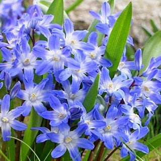Chionodoxa - bleu - Étoile bleue au jardin - 10 bulbes
