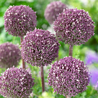Ail d'ornement - Summer Drummer - Allium - Idéal pour les bouquets secs