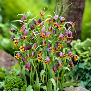 Fritillaire - Uva vulpis - Fritillaria - Fleurs élancées aux couleurs profondes - 5 bulbes