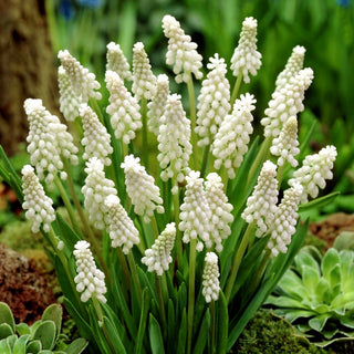 Muscari - blanc - Classique dans une version moderne - 5 bulbes