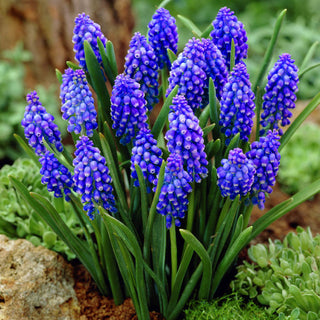 Muscari d'Arménie - Résistant au froid et à la durabilité exceptionnelle - 10 bulbes