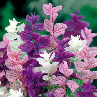 Sauge Hormin - Colorée et aromatique, ornement idéal pour les massifs - Salvia horminum