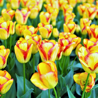 Tulipe - Cape Town - Tulipa - Variété résistante et fiable - 5 bulbes