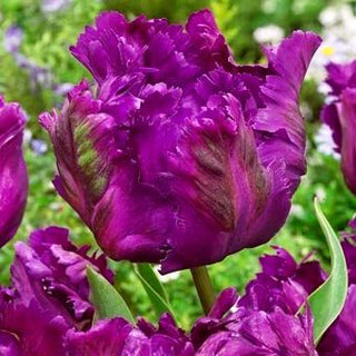 Tulipe - Negrita Parrot - Tulipa - Pétales perroquet - Finesse unique - 5 bulbes
