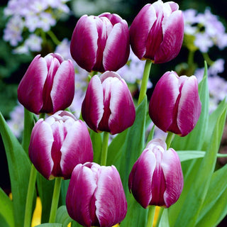 Tulipe - Arabian Mystery - Tulipa - Violet mystérieux parmi les fleurs - 5 bulbes