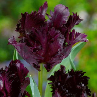 Tulipe - Black Parrot - Tulipa - Tulipe à la forme originale - 5 bulbes
