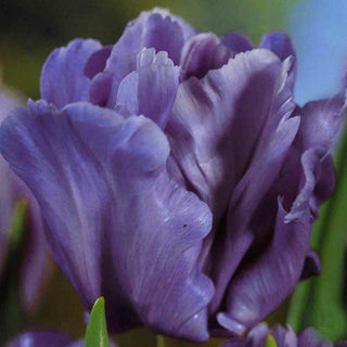 Tulipe perroquet - Blue Parrot - Tulipa - Accent spectaculaire dans les massifs - 5 bulbes