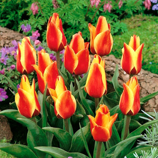 Tulipe - Cape Cod - Tulipa - Fleur pour chaque jardin - 5 bulbes