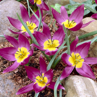 Tulipe - Eastern Star - Tulipa - Accent coloré dans chaque pot - 5 bulbes